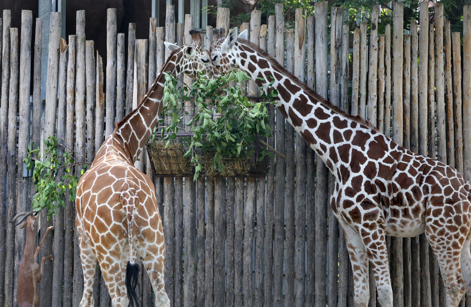 Browse for zoo animals